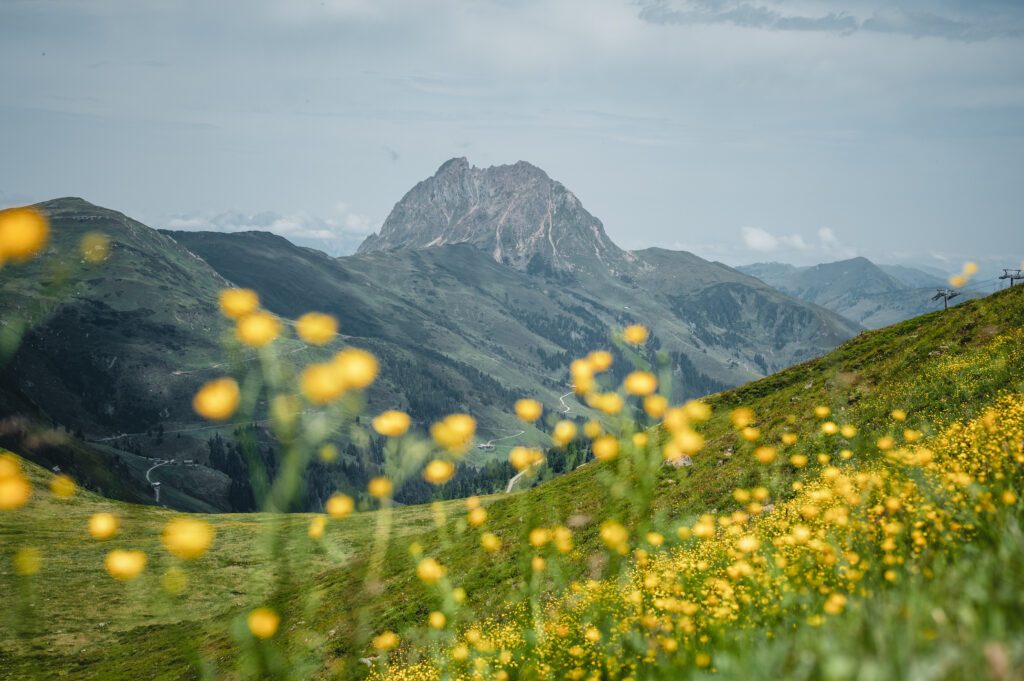 Gelbe Wiesenblumen mit grauen Bergen der Wildkogelarena im Hintergrund