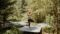 Frau die Yoga praktiziert im Wald.(c) Wolfgang Hummer