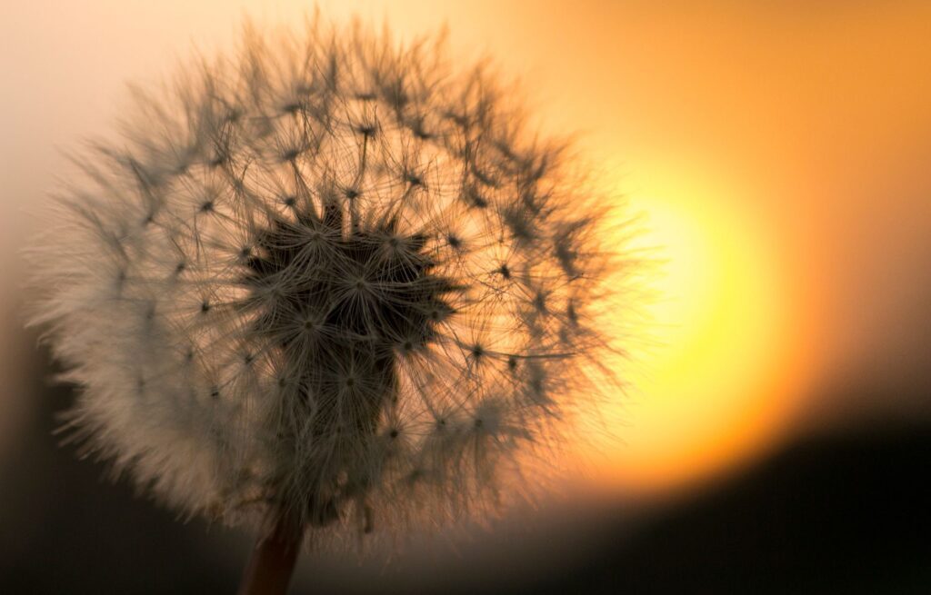 Pusteblume in Großaufnahme vor der gelben Sonne im Abendrot.