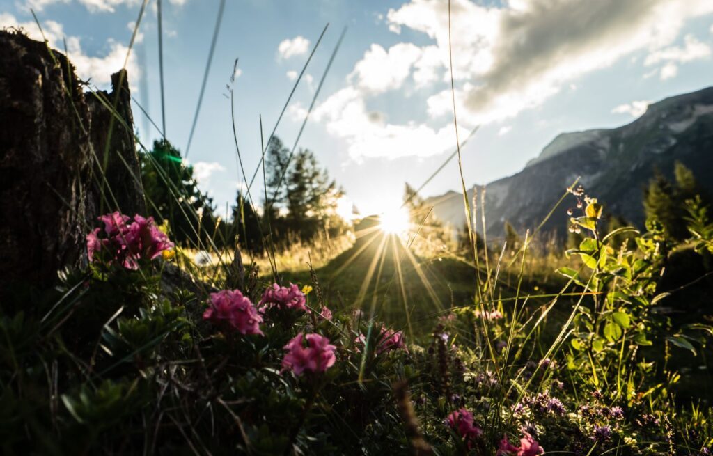 Almrosen auf einer Almwiese im Salzburger Lungau.