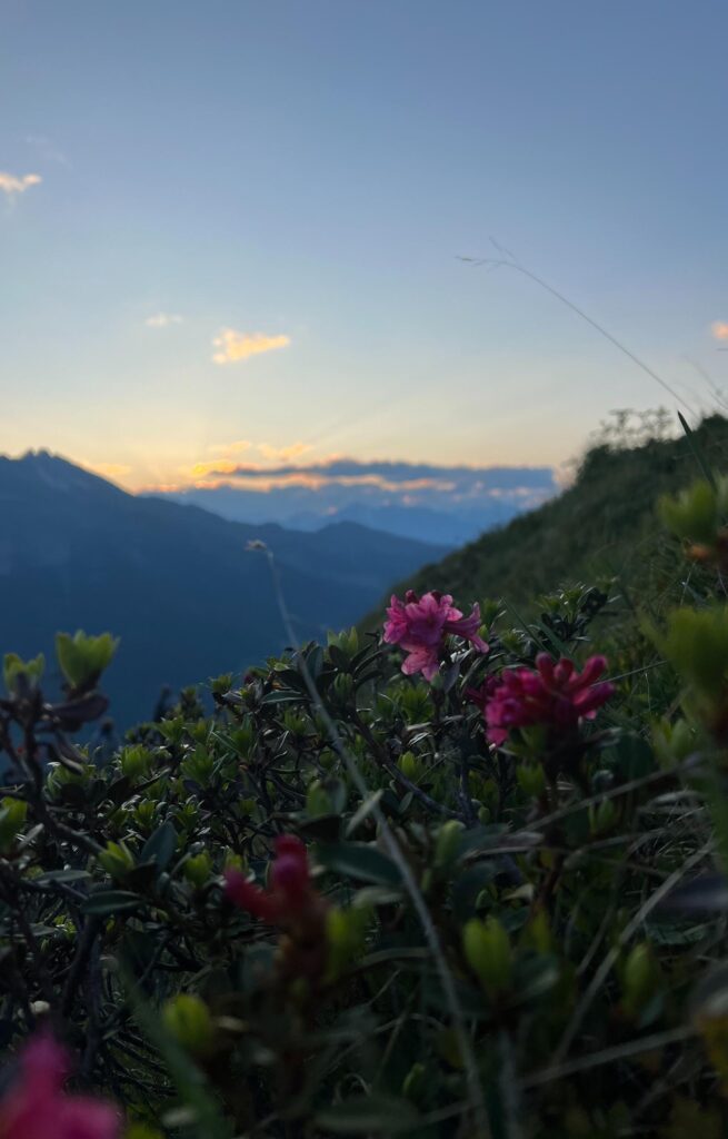 Pink blühender Almrausch vor der Kulisse des Sonnenaufgangs auf der Stollespitze in Südtirol.