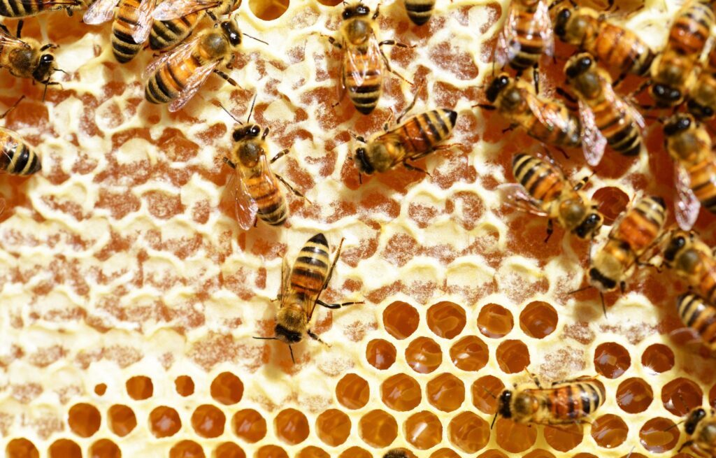 Bienen krabbeln über eine Honigwabe