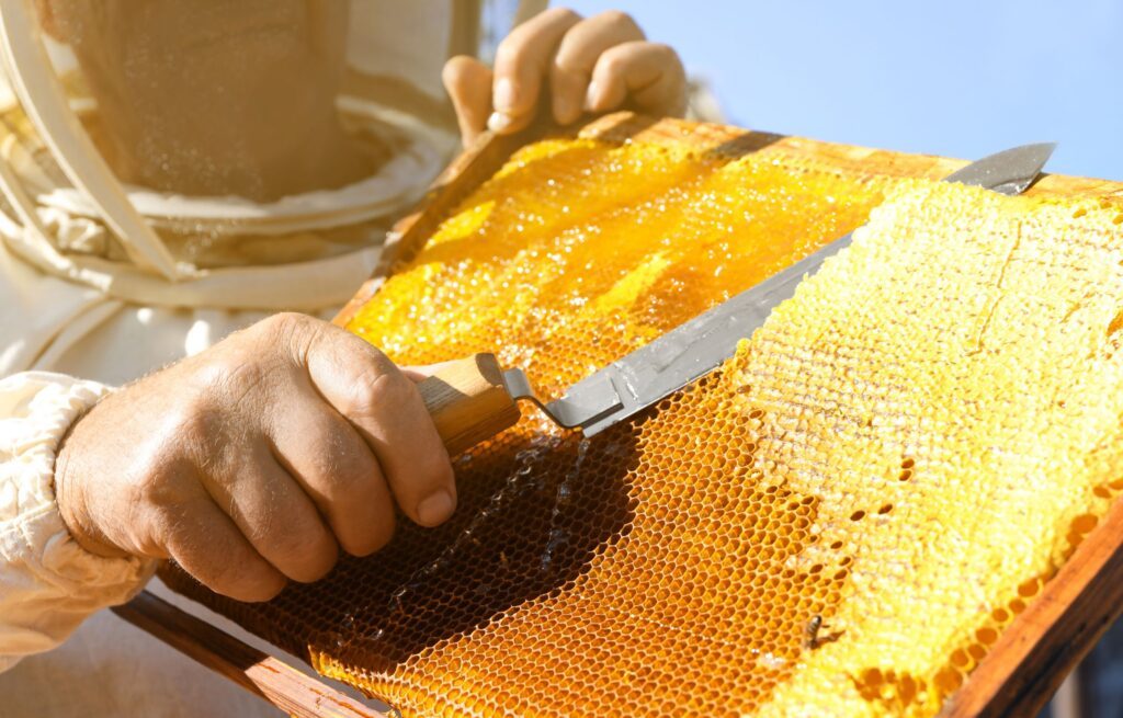 Ein Imker schneidet mit einem Messer das Entdeckelungswachs von einer vollen Honigwabe