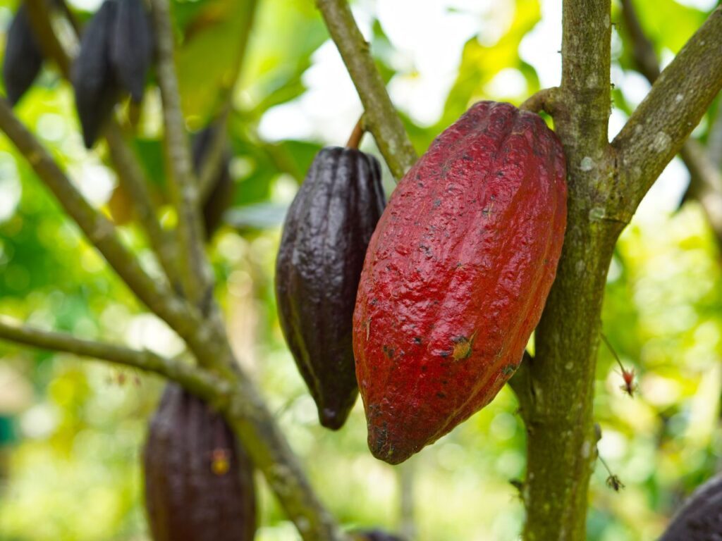 Kakaofrüchte hängen am Baum