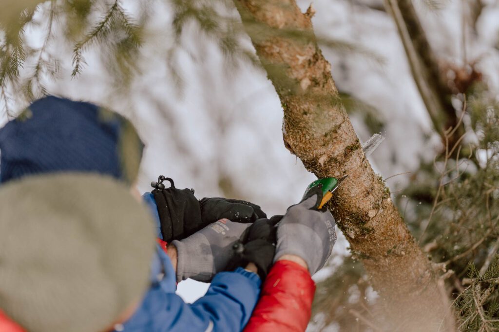 Weihnachtstradition im Antholzer Tal: Ein Vater und sein Kind holen gemeinsam einen Tannenbaum aus dem verschneiten Wald für das Wanderhotel Vierbrunnenhof