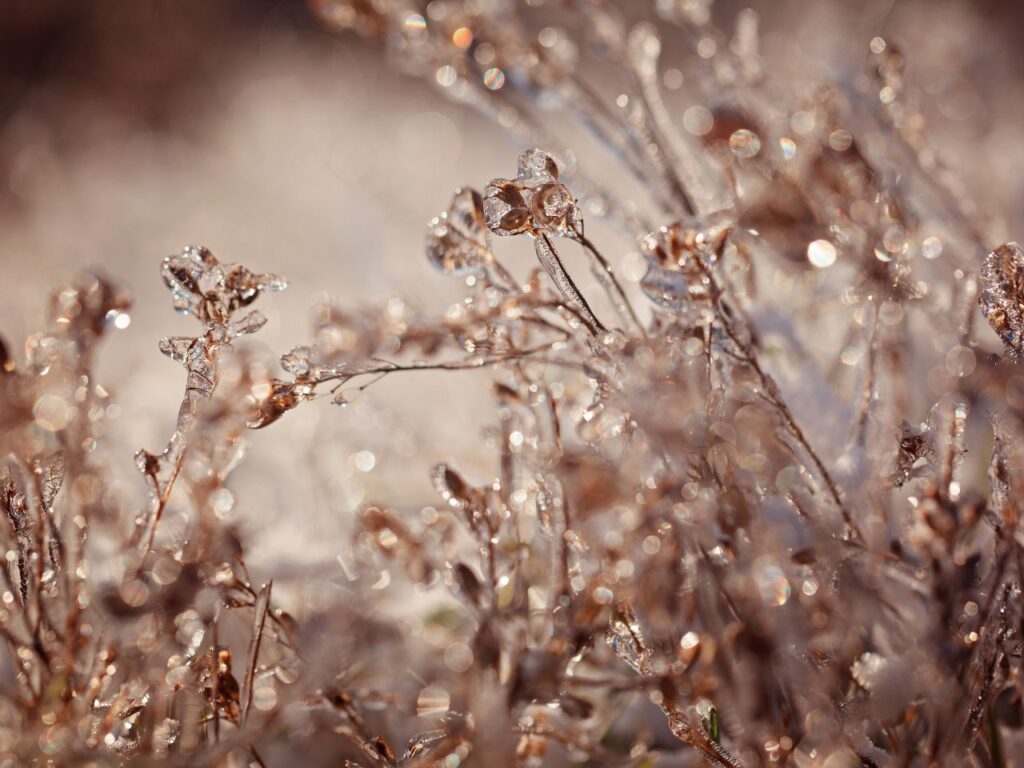 vereiste Gräser im Winter