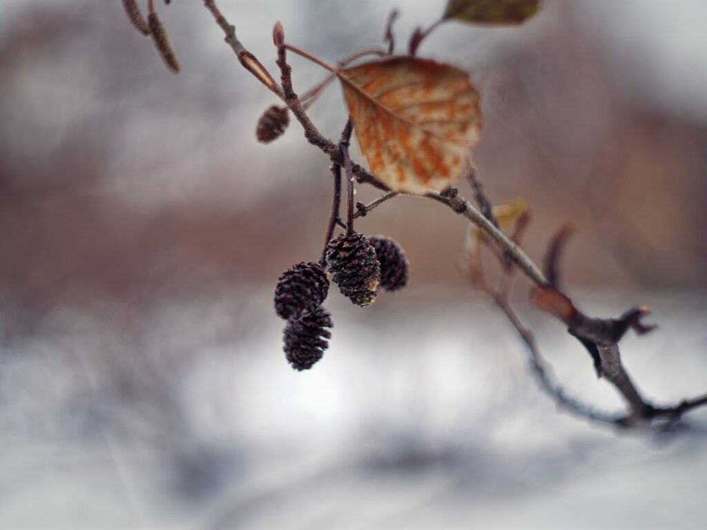 Samenstände im Winter