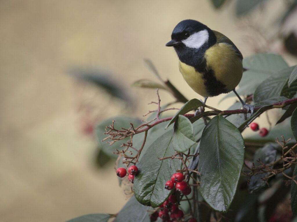 Kohlmeise auf winterlichem Ast mit roten Beeren