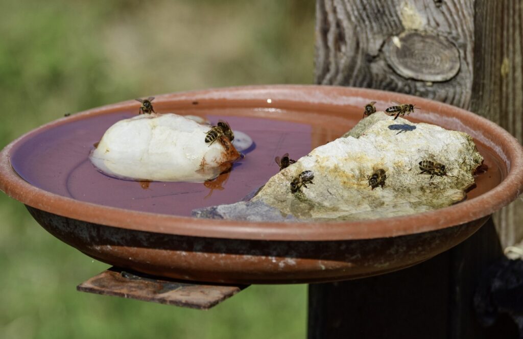 Bienen trinken Wasser in einer selbst gebauten Bienentränke