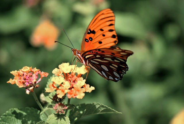Orangener Schmetterling auf einer gelben Blume