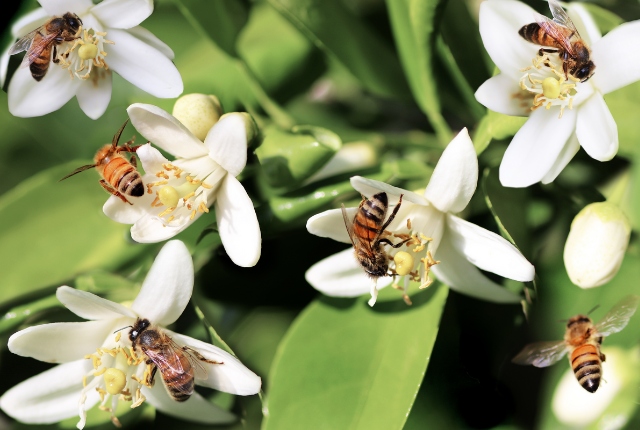 weiße Blüten, die jede von einer Biene bestäubt wird.