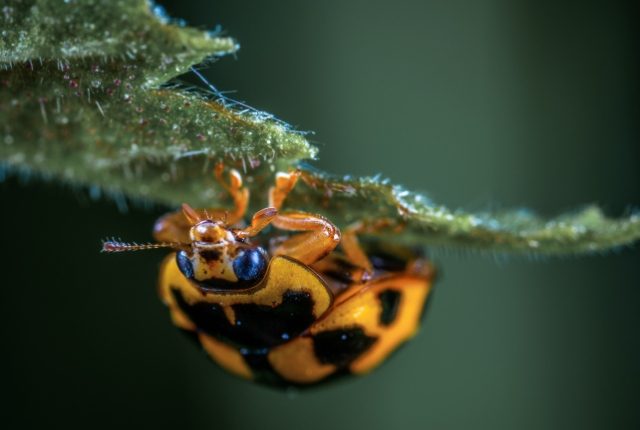 Schwarz-gelber Käfer hängt unter einem Blatt