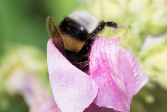 Hummel steckt kopfvoran in einer rosa Blüte