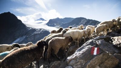 Im Rahmen der Tranzhumans sind die Schafe sowie Hirten auf Wanderschaft© Gudrun Muschalla