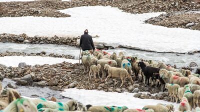 Schafe und Hirte überqueren die Alpen© Katerina Fiser