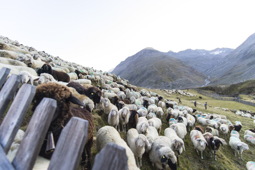 Transhumanz Schnalstal, Wandern Südtirol, Almabtrieb Südtirol