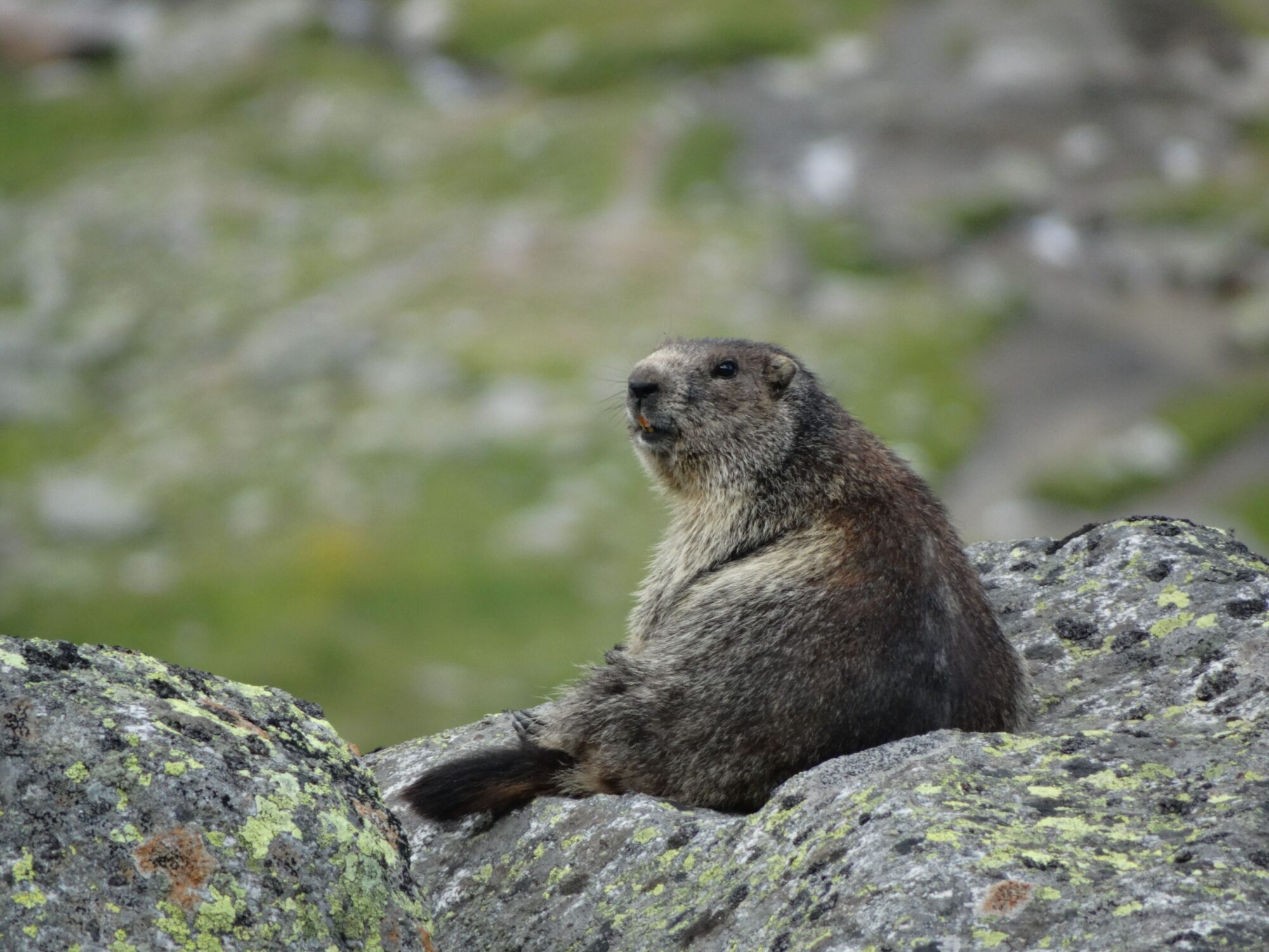 Wildtierbeobachtung im Nationalpark Hohe Tauern