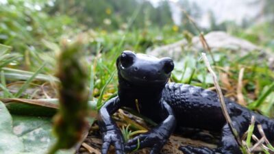 Alpensalamander bei der Wildtierbeobachtung mit dem Wanderhotel Gassner im Nationalpark Hohe Tauern© Canva