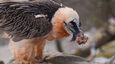 Bartgeier bei der Wildtierbeobachtung mit dem Wanderhotel Gassner im Nationalpark Hohe Tauern© Canva