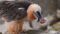 Bartgeier bei der Wildtierbeobachtung mit dem Wanderhotel Gassner im Nationalpark Hohe Tauern© Canva