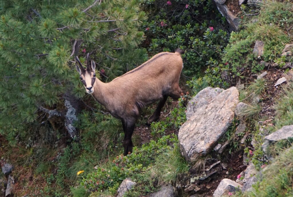 Gemse bei der Wildtierbeobachtung mit dem Wellness- und Wanderhotel Gassner im Nationalpark Hohe Tauern