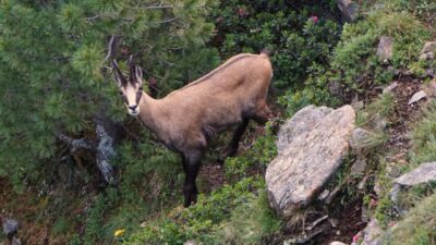 Gemse bei der Wildtierbeobachtung mit dem Wellness- und Wanderhotel Gassner im Nationalpark Hohe Tauern© Wellness- und Wanderhotel Gassner