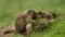 Murmeltiere bei der Wildtierbeobachtung mit dem Wanderhotel Gassner im Nationalpark Hohe Tauern© Wellness- und Wanderhotel Gassner