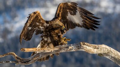 Steinadler bei der Wildtierbeobachtung mit dem Wanderhotel Gassner im Nationalpark Hohe Tauern© Canva