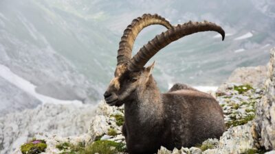 Steinbock bei der Wildtierbeobachtung mit dem Wanderhotel Gassner im Nationalpark Hohe Tauern© Canva
