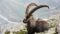 Steinbock bei der Wildtierbeobachtung mit dem Wanderhotel Gassner im Nationalpark Hohe Tauern© Canva