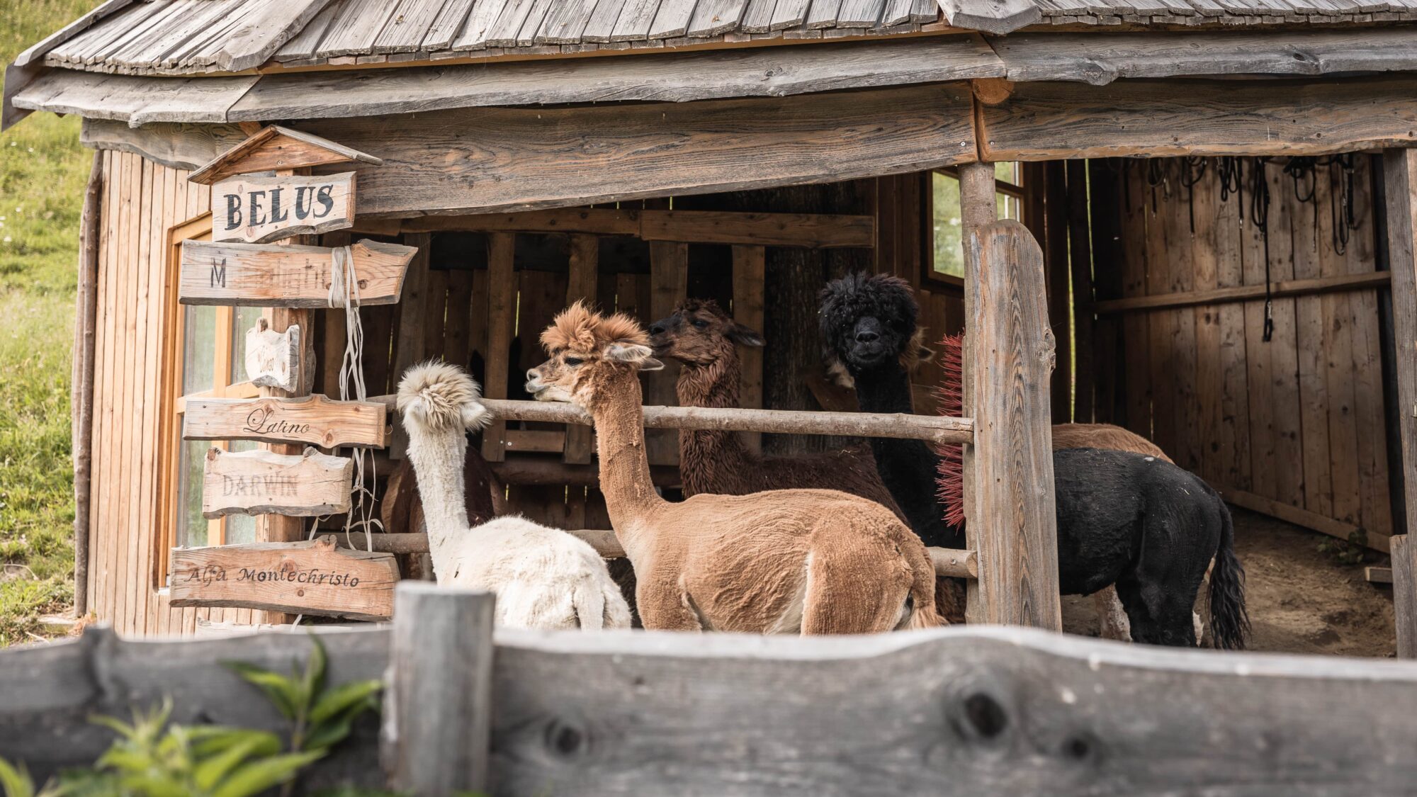 Im Naturhotel Landhof Irschen kannst du mit flauschigen Alpakas wandern.