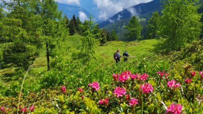 Schöne Almrosen sind beim Wanderurlaub im Ultental beim Wanderhotel Unterpichl zu finden.© Natur pur Hotel Unterpichl