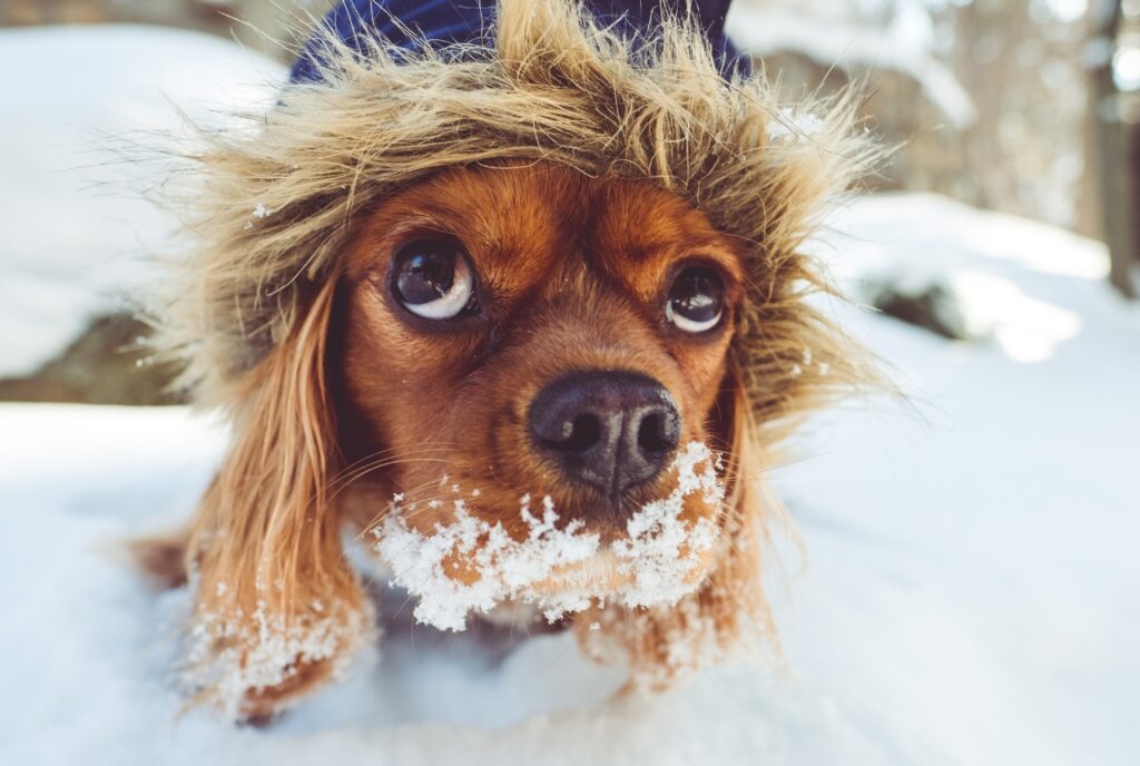 Winterwandern mit Hund
