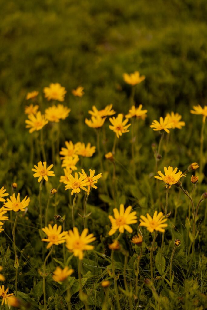 gelbe Frühlingsblümchen auf einer Wiese bei Hinterglemm