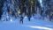 Schneelandschaft bei geführter Schneeschuhwanderung vom Wanderhotel Kirchner in Bramberg, Österreich© Wanderhotel Kirchner