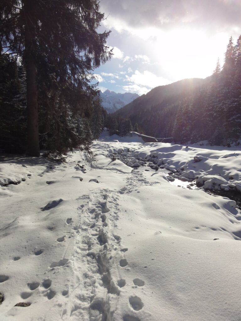 Schneelandschaft bei geführter Schneeschuhwanderung vom Wanderhotel Kirchner in Bramberg, Österreich