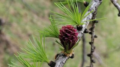 Das Wanderhotel Tonzhaus schnürt tolle Angebote für die ganze Familie.© Tonzhaus