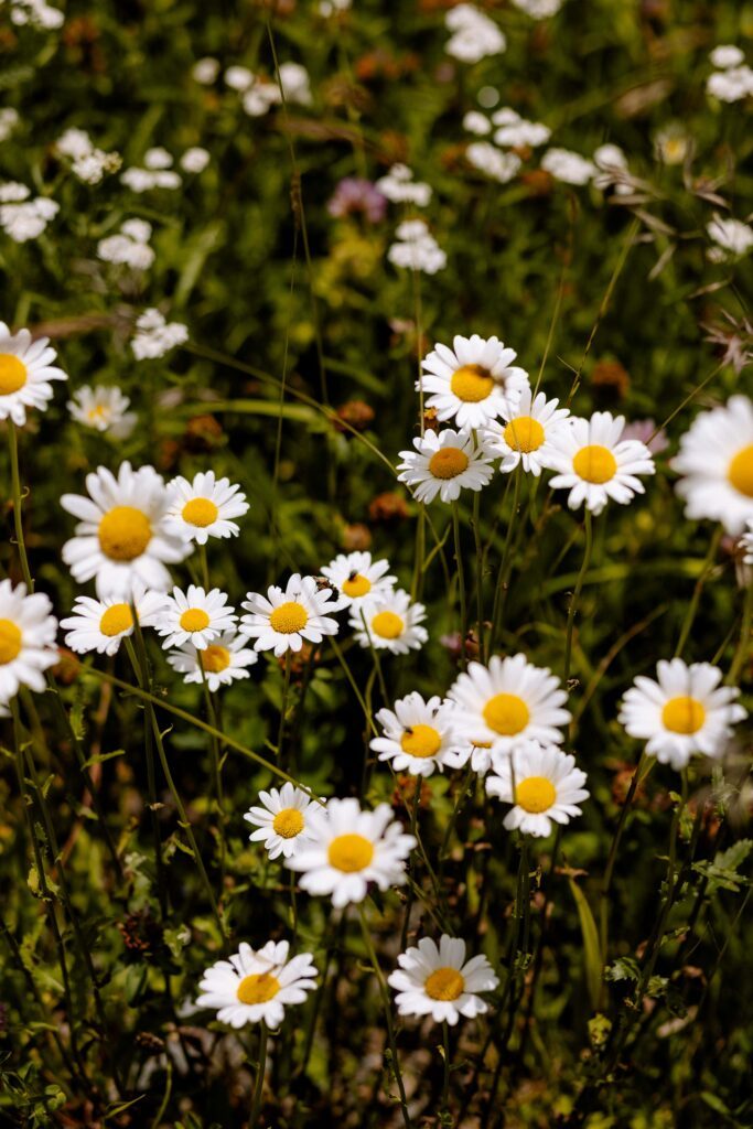 Ein Wanderurlaub in Österreich im Frühling führt dir das Erwachen der Natur vor Augen.