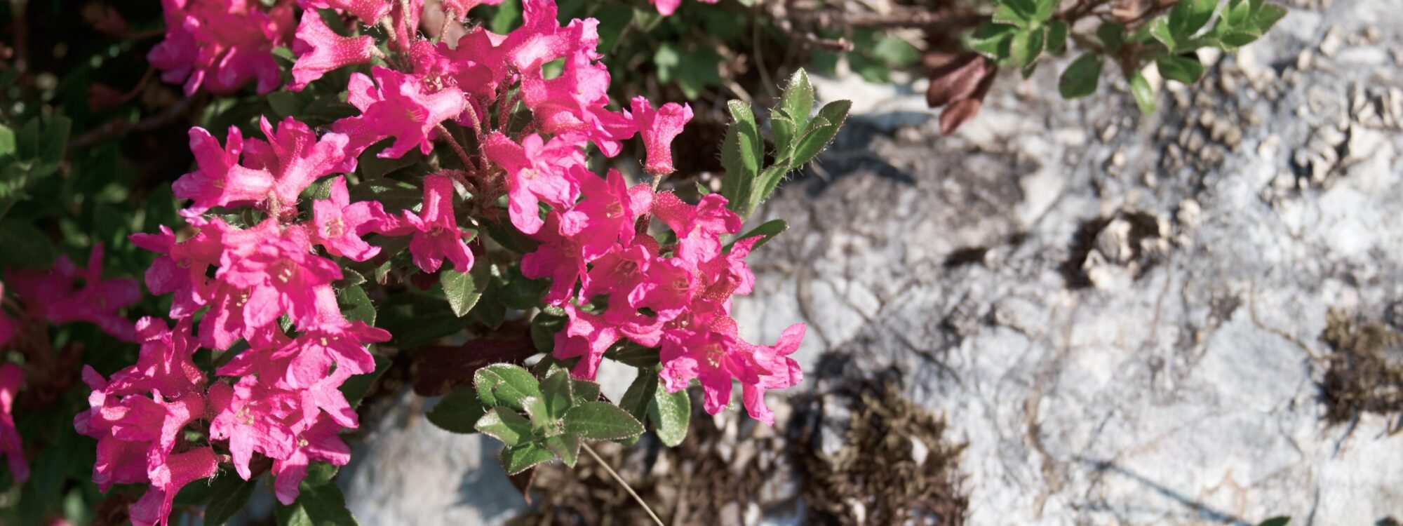 Wandern im Nationalpark Hohe Tauern zur Almrosenblüte