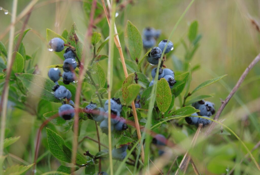 Heidelbeeren am Wegesrand beim Wandern im Schwarzwald