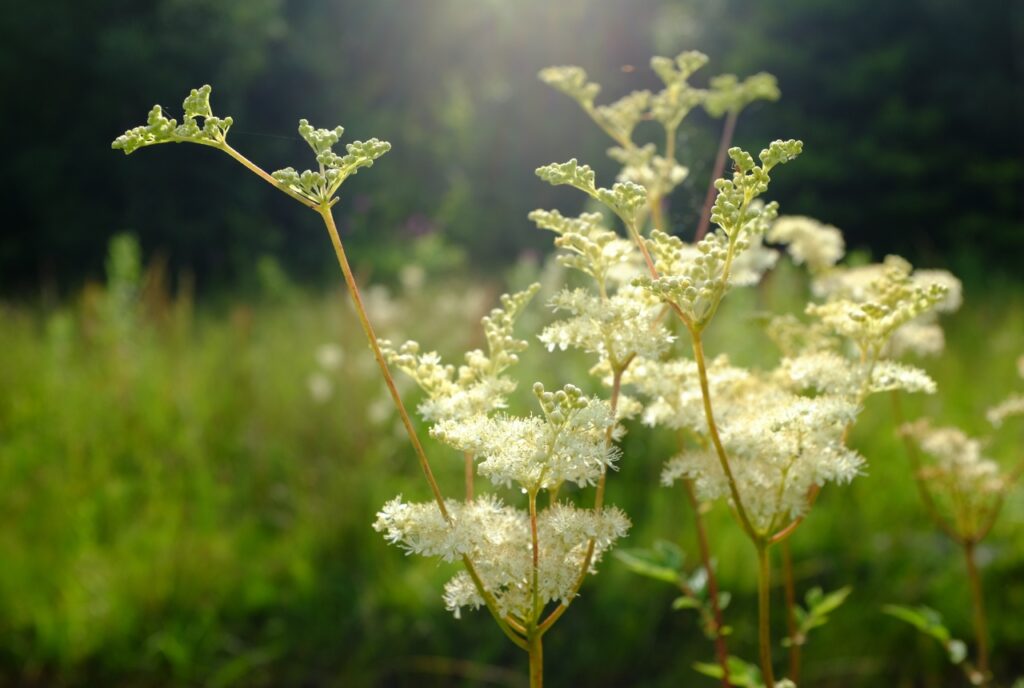 Blühendes Mädesüß entlang eines Bachlaufs im Schwarzwald
