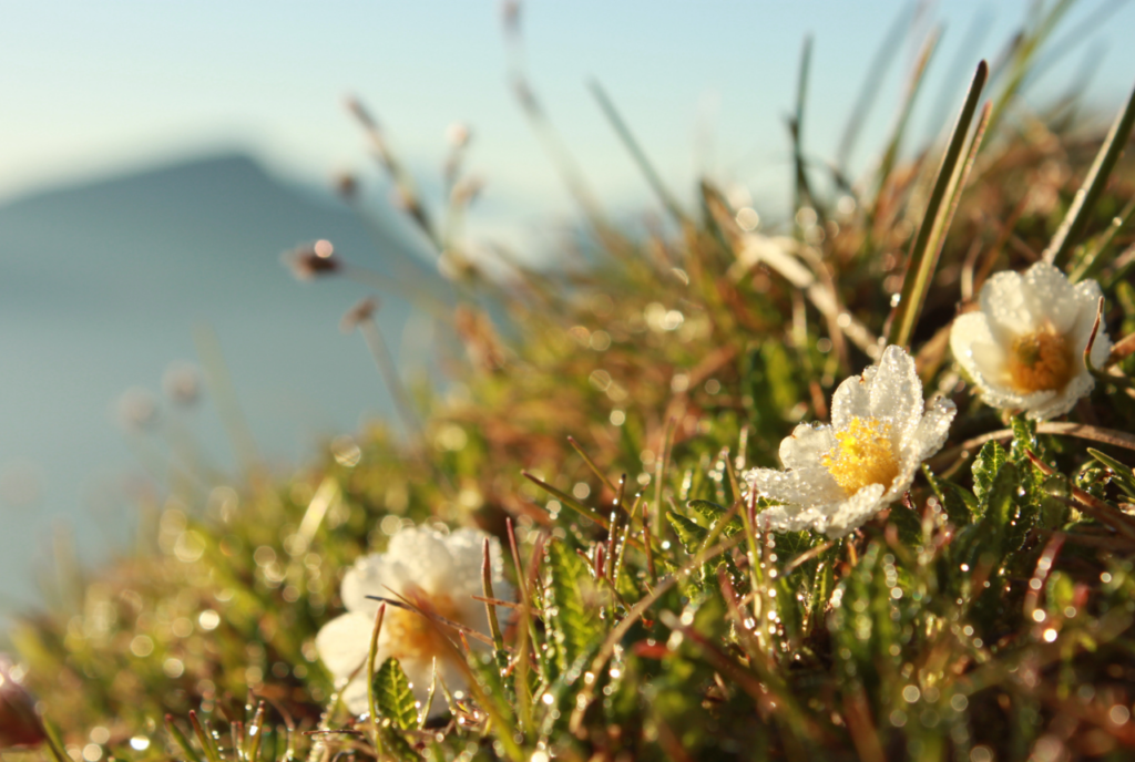 Blumen auf einer Wiese hoch über dem Wanderhotel Marica auf einer Almwiese von Eggen