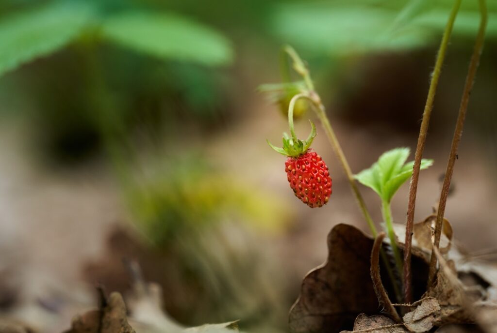Walderdbeeren am Wegesrand beim Wandern im Schwarzwald
