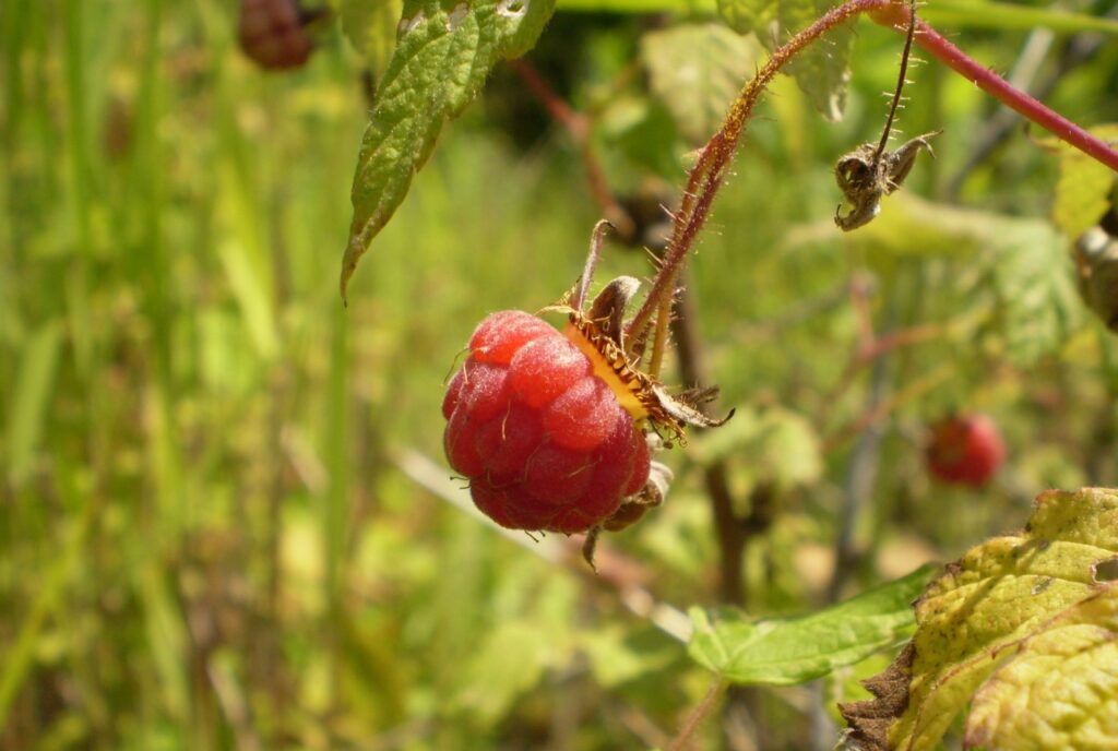 Wildhimbeeren am Wegesrand beim Wandern im Schwarzwald