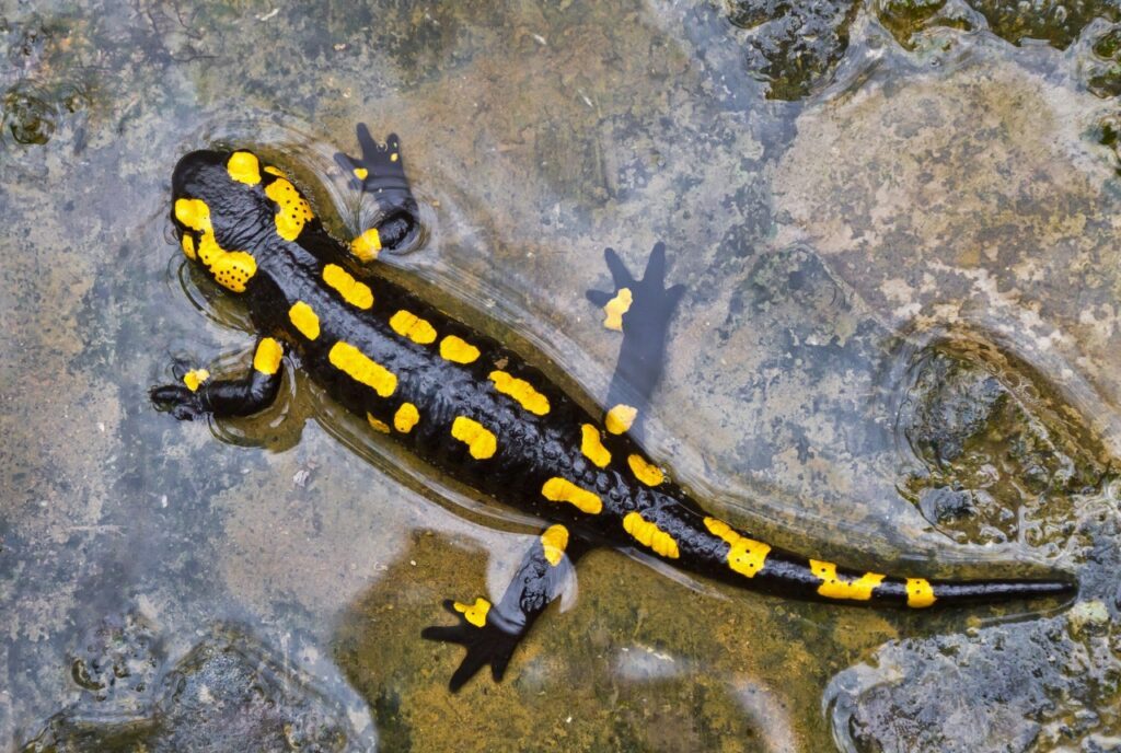 Wandern bei Regen: Feuersalamander im Regen