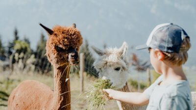 Kind mit Lamas im Wanderhotel Höflehner© CMViuals