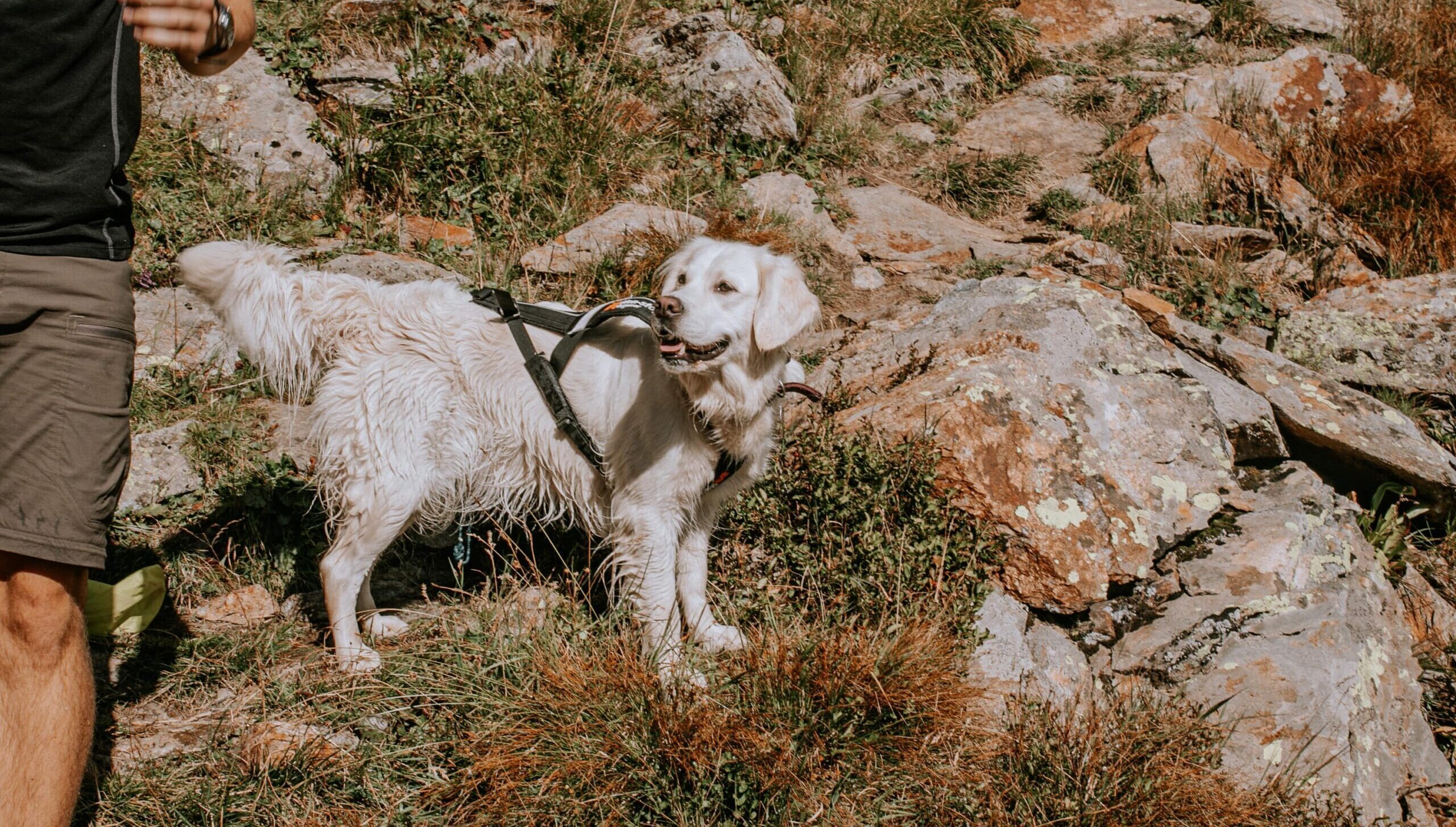 Wanderurlaub mit Hund in Österreich verspricht grenzenlose Freude für Mensch und Tier.