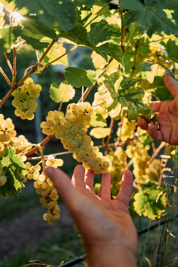 reife Trauben für die Herstellung von Wein aus Südtirol vom Wanderhotel Drumlerhof
