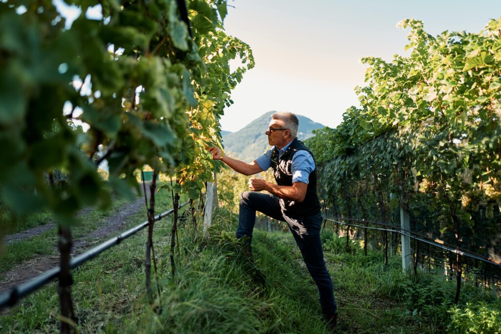 Stefan Fauster vom Wanderhotel Drumlerhof im hoteleigenen Weingarten für Wein aus Südtirol