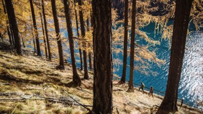 Wandern im Schnalstal durch goldfarbene Wälder mit dem Wanderhotel Tonzhaus.© Benjamin Pfitscher